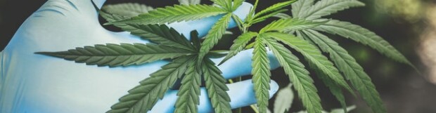 CBD and Medical Marijuana – Weeding Out the Truth